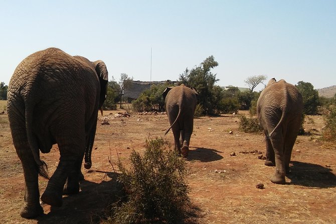 Elephant Walk Guided Half Day Tour From Johannesburg - Additional Cultural Experiences