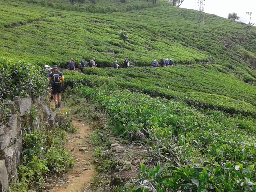 Ella: Trekking Through Sri Lankan Tea Plantation & Picnic - Weather Conditions