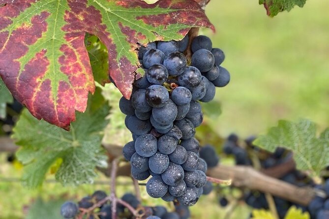 English Speaking Loire Winery Tours Pickup From Amboise or Tours - Traveler Reviews and Feedback