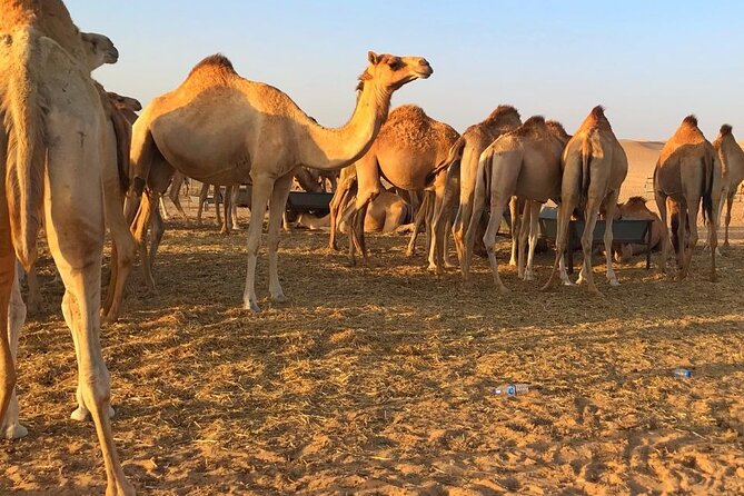 Evening Desert Safari Abu Dhabi With Hot BBQ Dinner - Pickup and Accessibility
