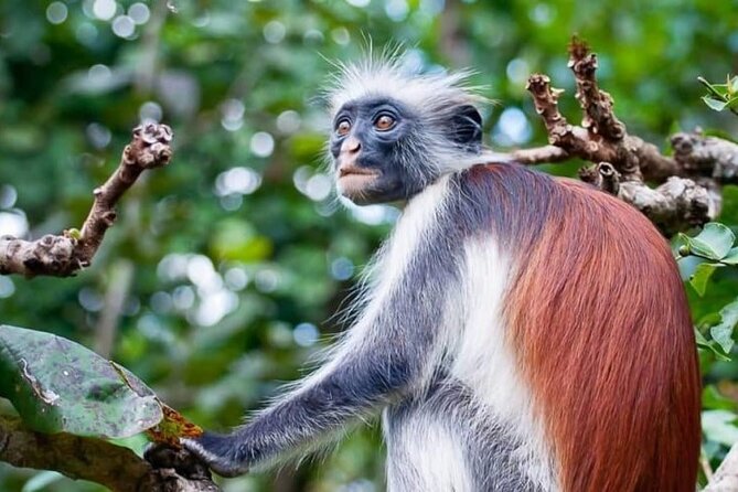 Exclusive Full-Day Zanzibar Adventure: Jozani Forest, Hidden Gems - Discovering Hidden Gems