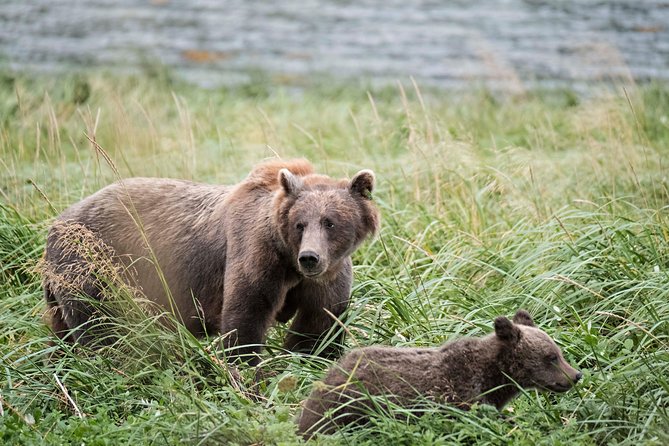 Exclusive Photography Tour to Haines - Skagway Departure - Wildlife Sightings