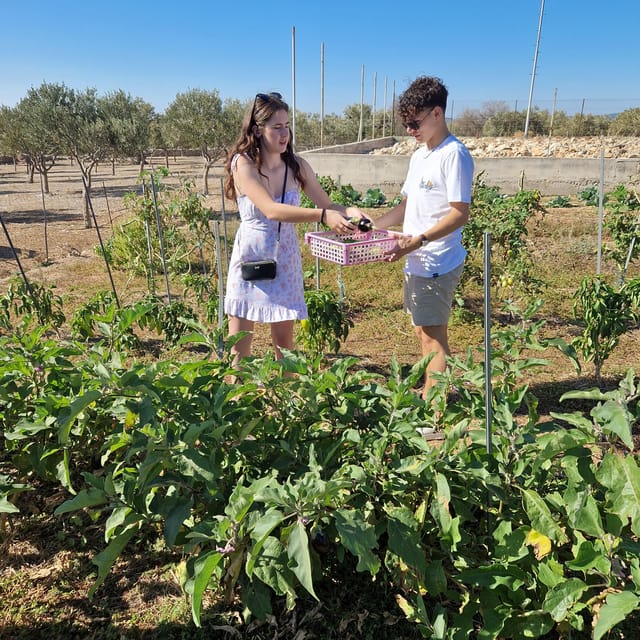 Experience Island Brac With Cooking Class on a Local Farm - Pickup and Drop-off