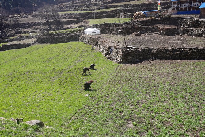 Experience the Thrill of a Lifetime:12-Days Manaslu Circuit Trek - Cultural Experiences During the Trek
