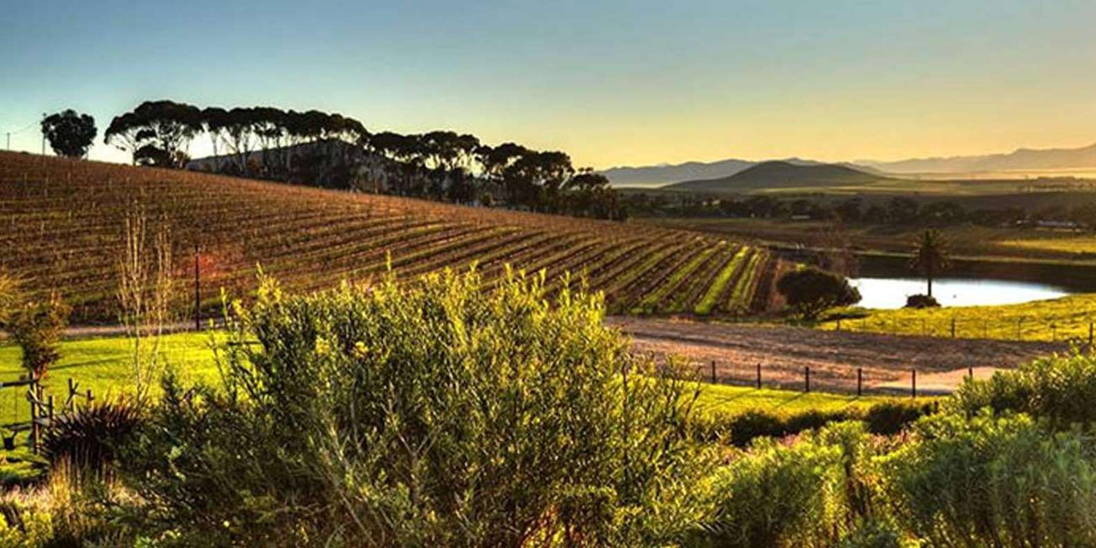 Explore Stellenbosch, Paarl, & Franschhoek Private Wine Tour - Tour Inclusions and Accessibility