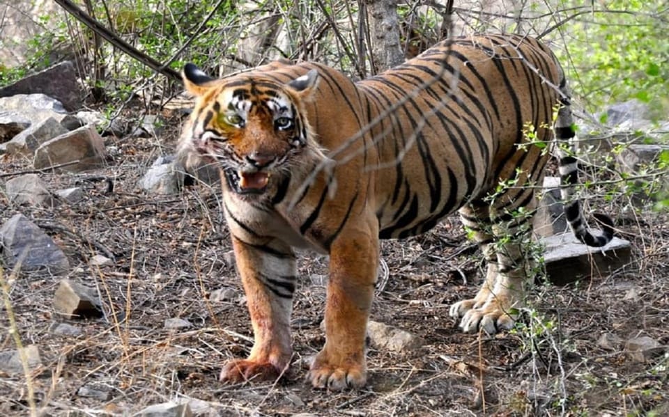 Explore Tiger Safari With Delhi Agra Jaipur Tour 7 Days - Ranthambore Safari