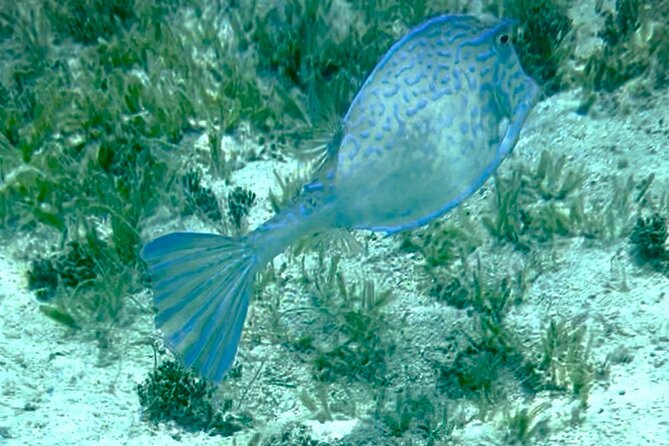 Family Snorkel Safari. ️Private Boat! - Pricing and Cancellation Policy
