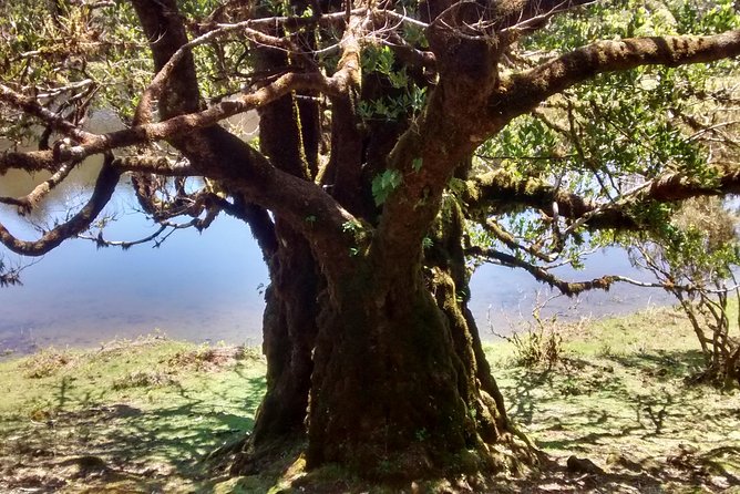 Fanal -Enchanted Forest Private Service - Beauty and Magic of the Forest