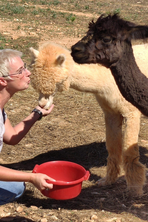 Felanitx, Mallorca: Alpacas Close-Up Experience - Alpaca Interaction