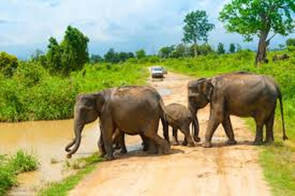 From Arugambay :- Udawalawe National Park Safari Adventure - Diverse Landscapes