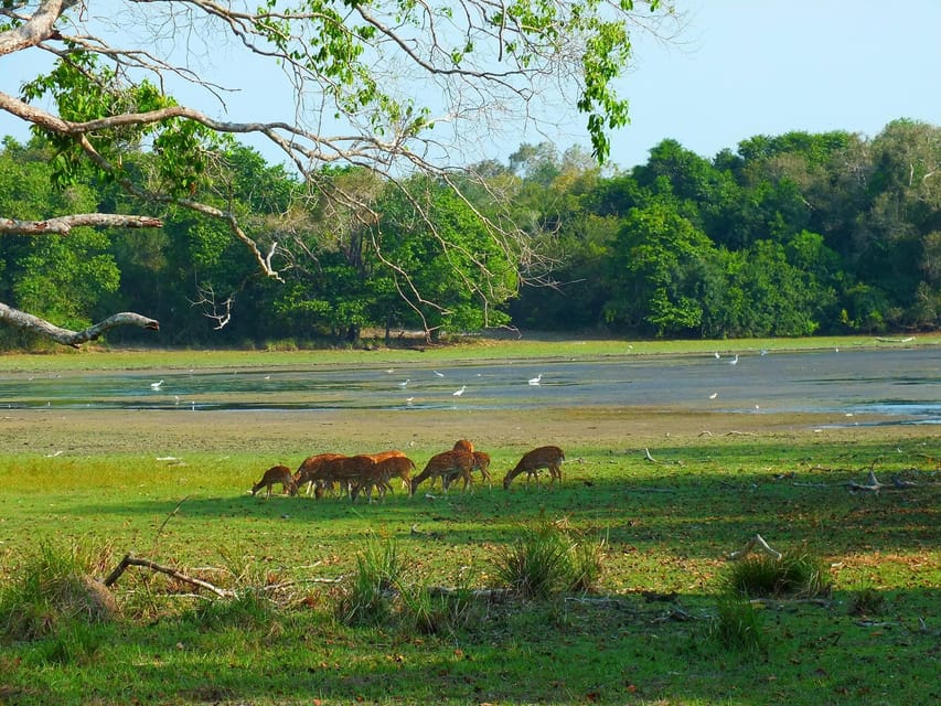 From Arugambay : Yala Safari ( 5 H ) All Inclusive W Lunch - Commitment to Conservation