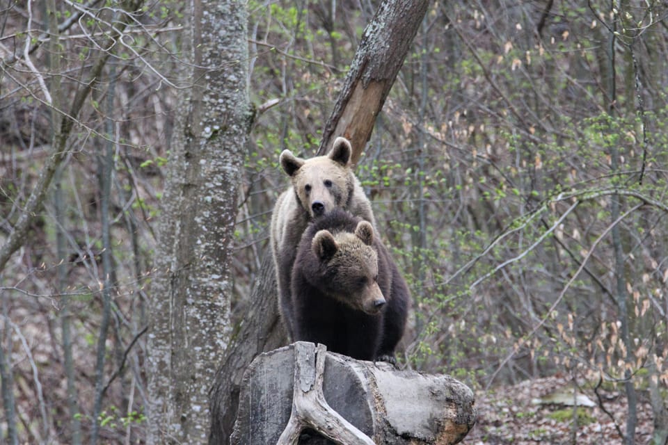 From Brasov: Brown Bear Watching in the Carpathian Mountains - Important Preparation Tips