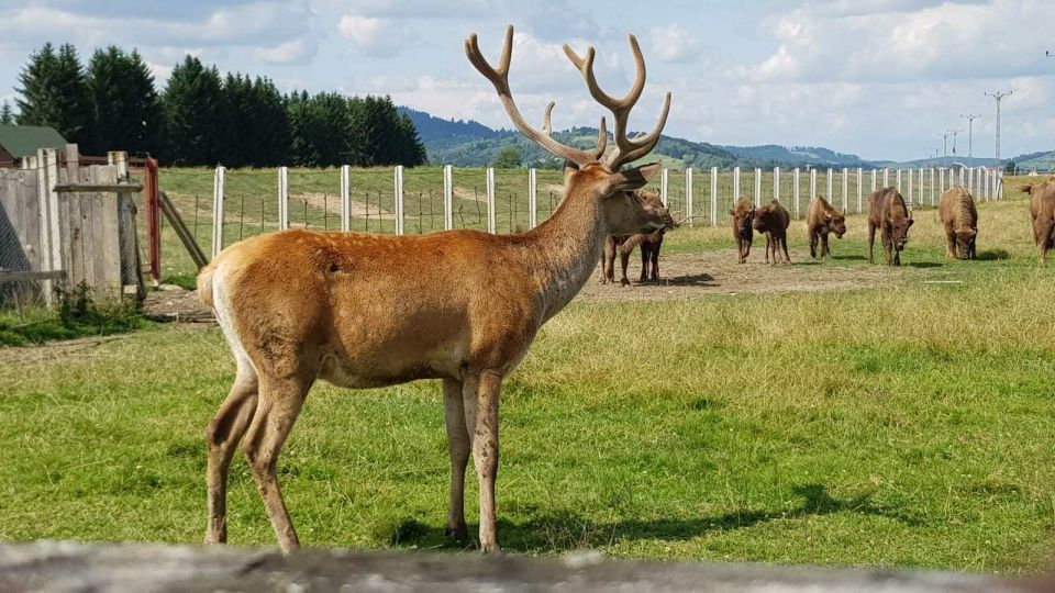 From Brasov: Day Trip to Bison Reserve & Traditional Lunch - Local Attractions