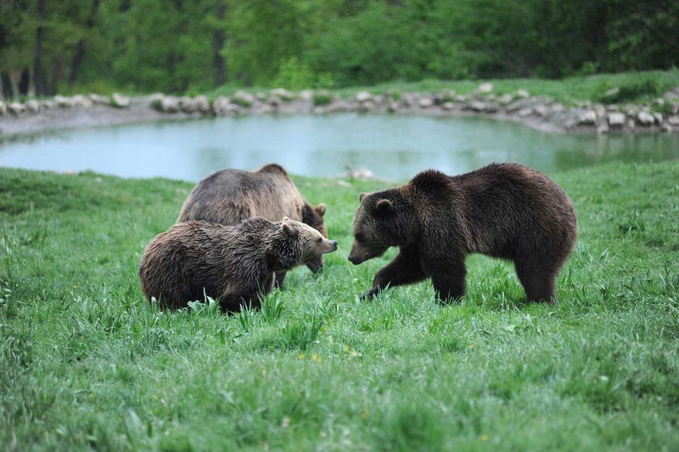 From Bucharest: Libearty Bear Sanctuary and Draculas Castle - Booking Your Adventure