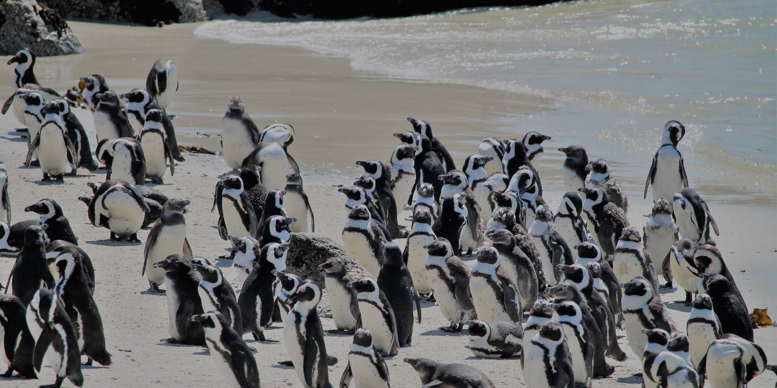 From Cape Town: Cape Point and Boulders Beach Half-Day Tour - Exploring Cape Point