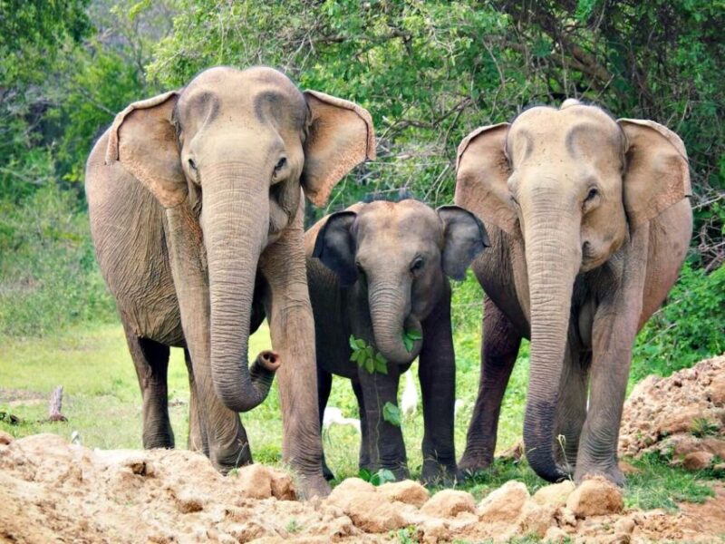 From Colombo: Sigiriya and Dambulla Day Trip With Safari - Transportation and Travel Details
