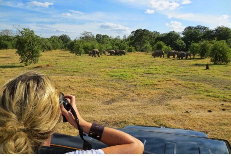 From Dambulla: Full Day Safari at Minneriya National Park - Customer Feedback
