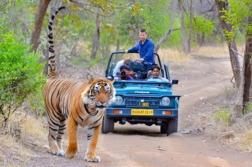 From Delhi: 4-Day Golden Triangle & Tiger Safari Tour by Car - Safety and Contact