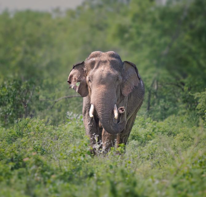 From Ella - Udawalawe National Park Private Safari - Booking and Cancellation