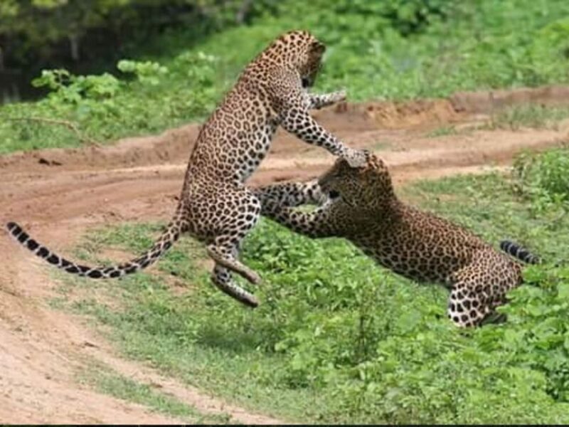 From Ella: Yala Half Day Leopard Safari With Lunch (Private) - Photography and Safari Tips