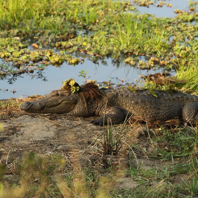 From Ella - Yala National Park Leopard Safari Tour - Guided Experience