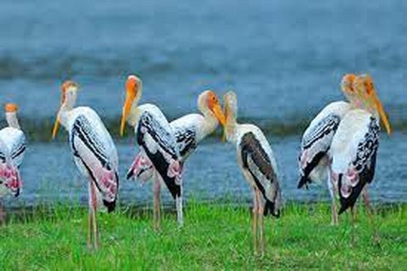 From Ella :- Yala National Park Thrilling Half-Day Safari - Exclusions