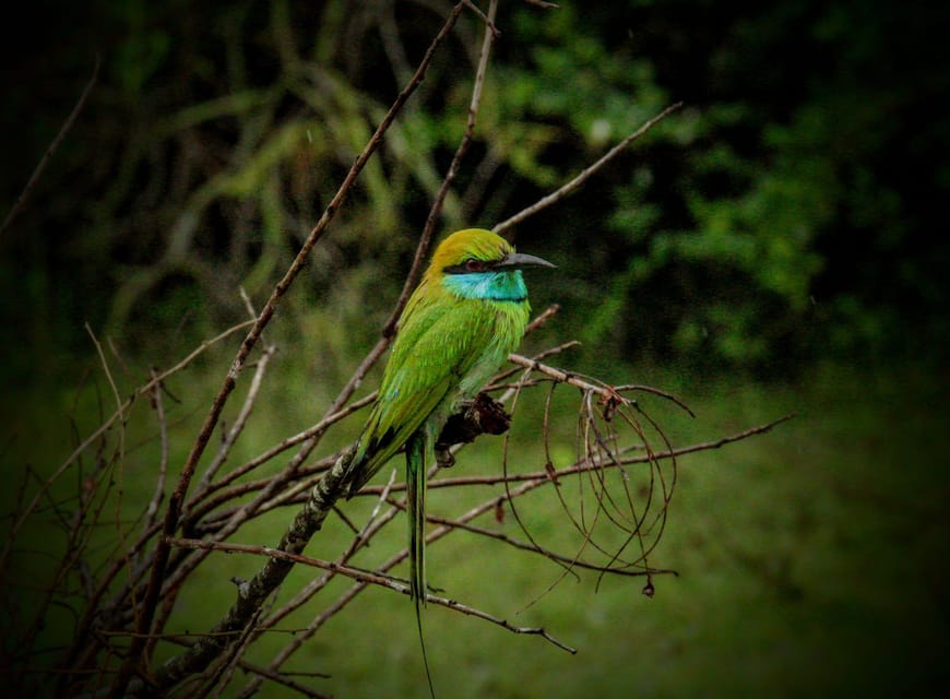 From Hambantota Port : Yala National Park Safari - Cancellation and Refund Policy