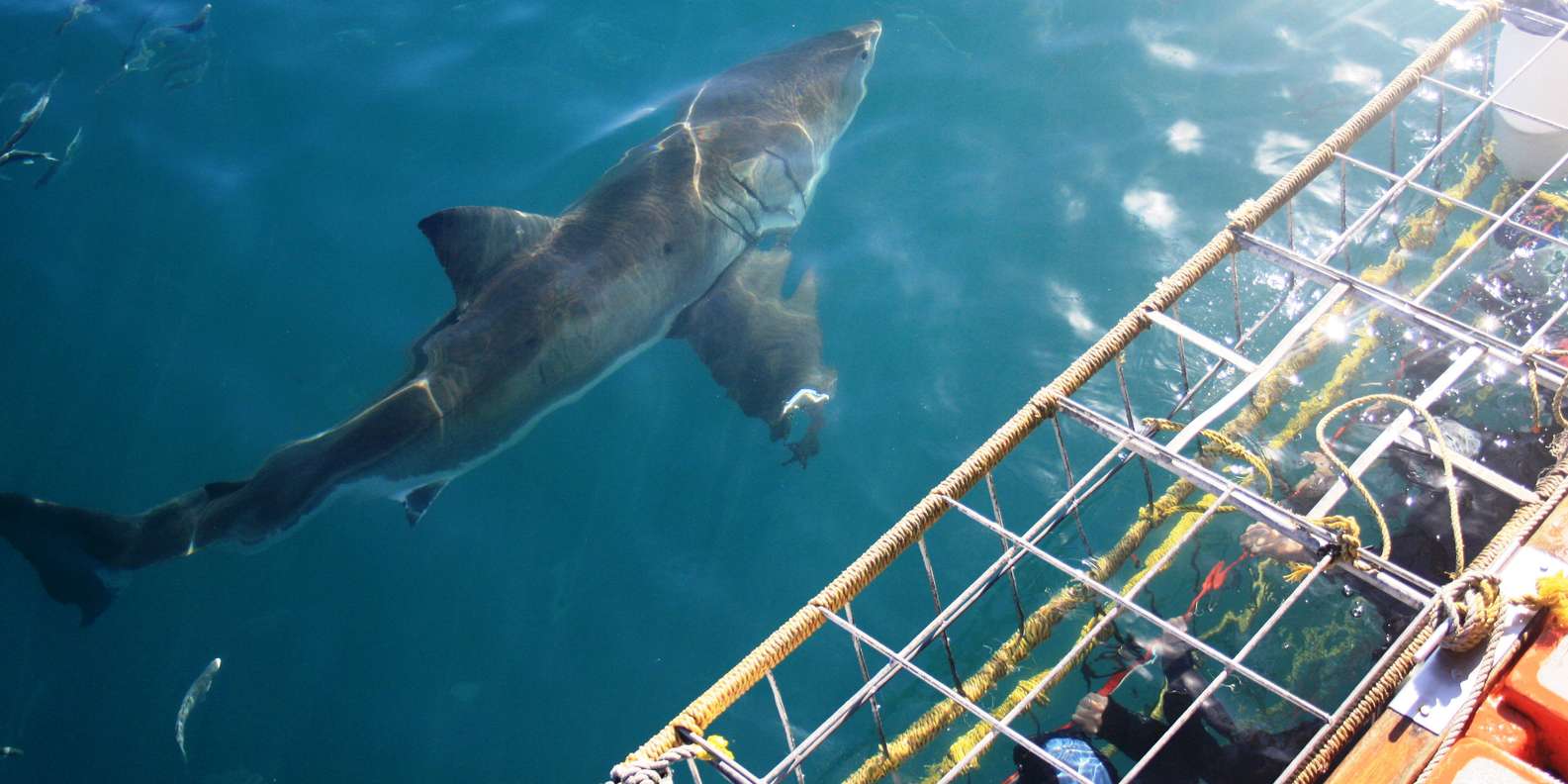 From Hermanus or Cape Town: Shark Cage Diving Experience - Catering and Amenities Included