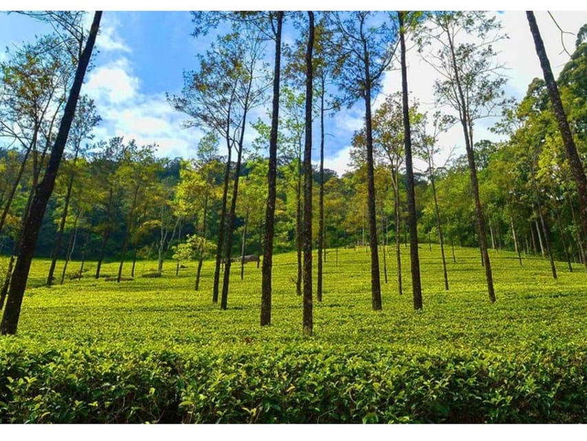 From Kandy: James Taylor's Tea Tour (The Tale of Ceylon Tea) - Important Information