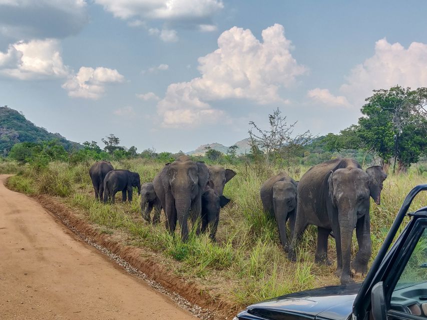 From Kandy: Sigiriya Rock, Village Tour and Minneriya Park - Inclusions