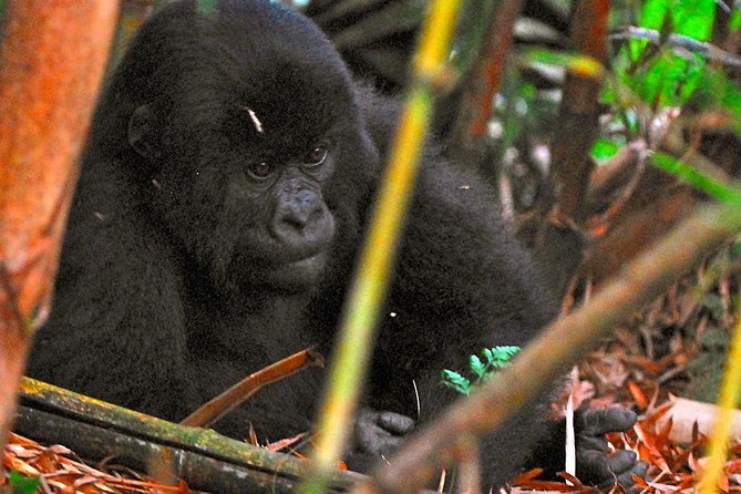 From Kigali: 10 Hour Day-Trip Rwanda Gorilla Trekking With Lunch - The Gorilla Trekking Experience