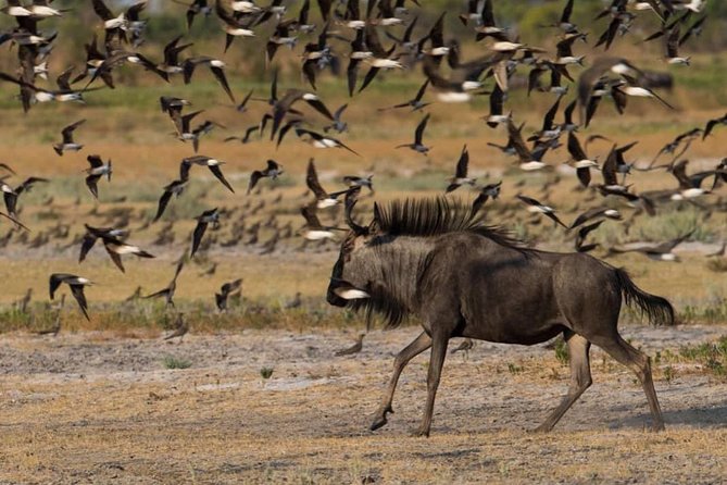 From Kigali: 12 Hour Custom Day Trip for Game Drive in Akagera NP - Booking and Cancellation Policy