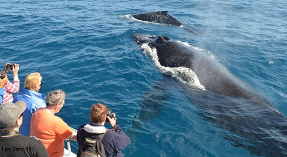 From Mirissa: Whales & Dolphin Watching Adventure - Meeting Points