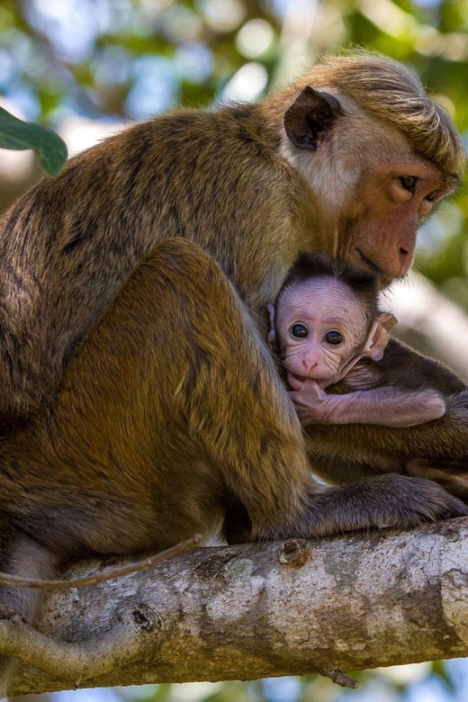 From Negombo: Full Day Wilpattu National Park Safari + Meals - Recommended Items for Visitors