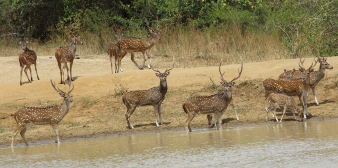 From Negombo: Udawalawa National Park Wildlife Safari - Hotel Pickup and Drop-off