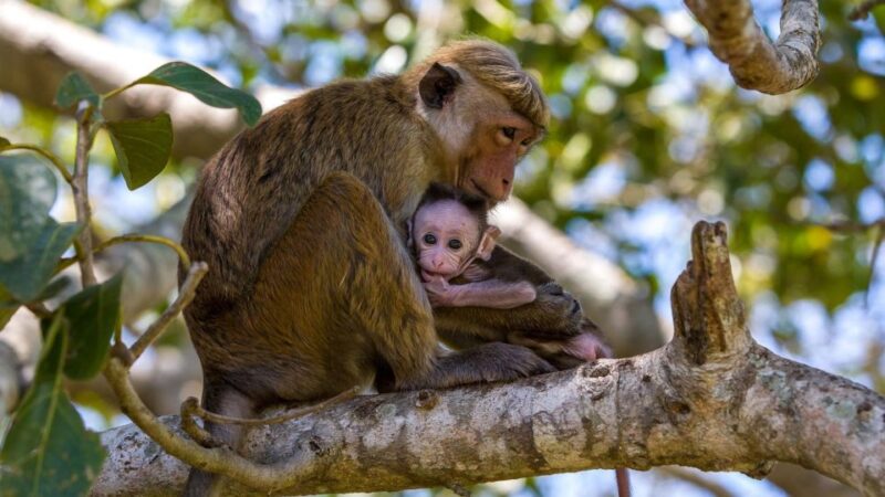 From Negombo: Wilpattu National Park Safari Tour - Pickup and Drop-off