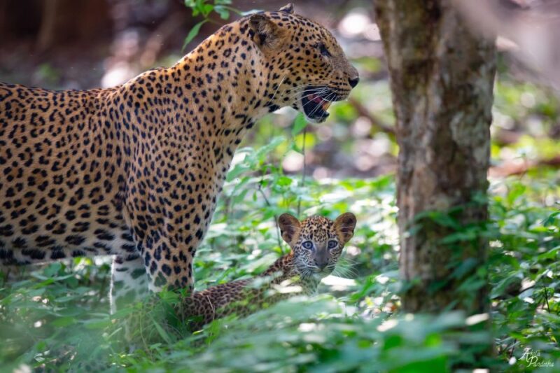 From Negombo: Yala National Park Leopard Safari Day Trip - Exclusions