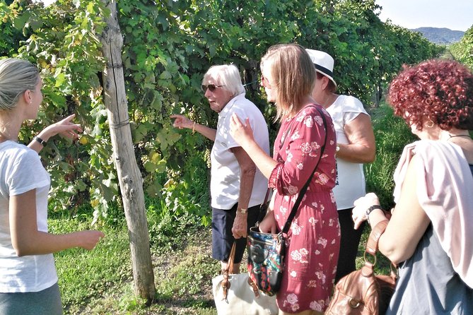 From Padua: Olive Oil & Wine in the Euganean Hills - Tour Logistics and Details