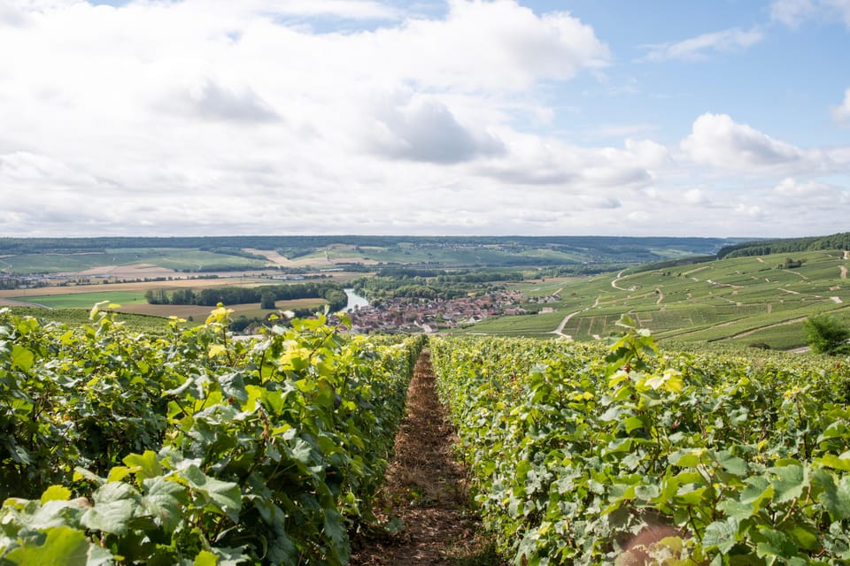 From Reims: Full Day Mumm, Family Growers With Lunch - Customer Reviews