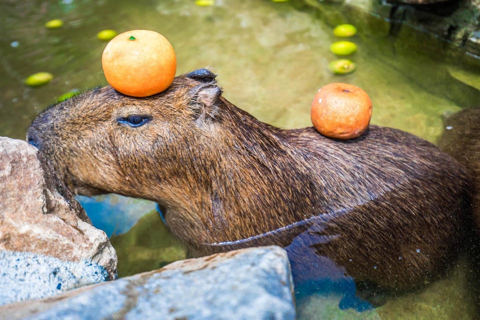 From Taipei: Yilan Funny Animal & Natural Day Tour - National Center for Traditional Arts