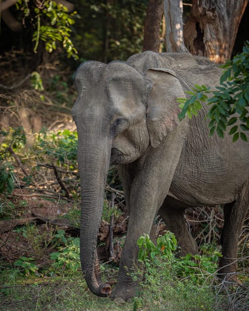 From Udawalawa - Udawalawa National Park Safari Tour - Important Information