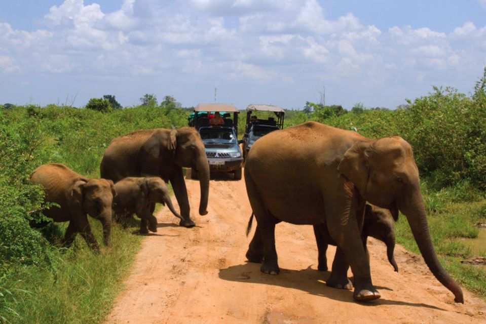 From Udawalawe :-National Park Thrilling Full-Day Safari - Important Safari Information