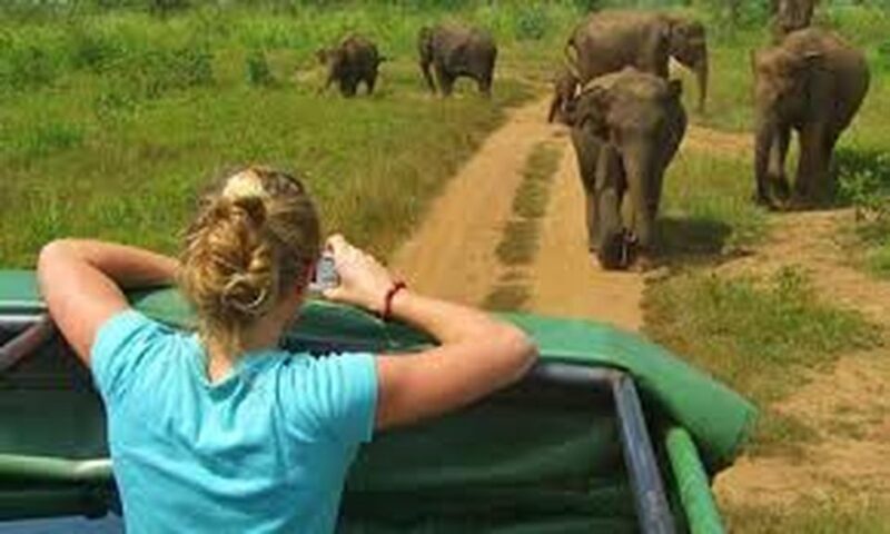 From Udawalawe :-National Park Thrilling Half-Day Safari - Positive Customer Feedback