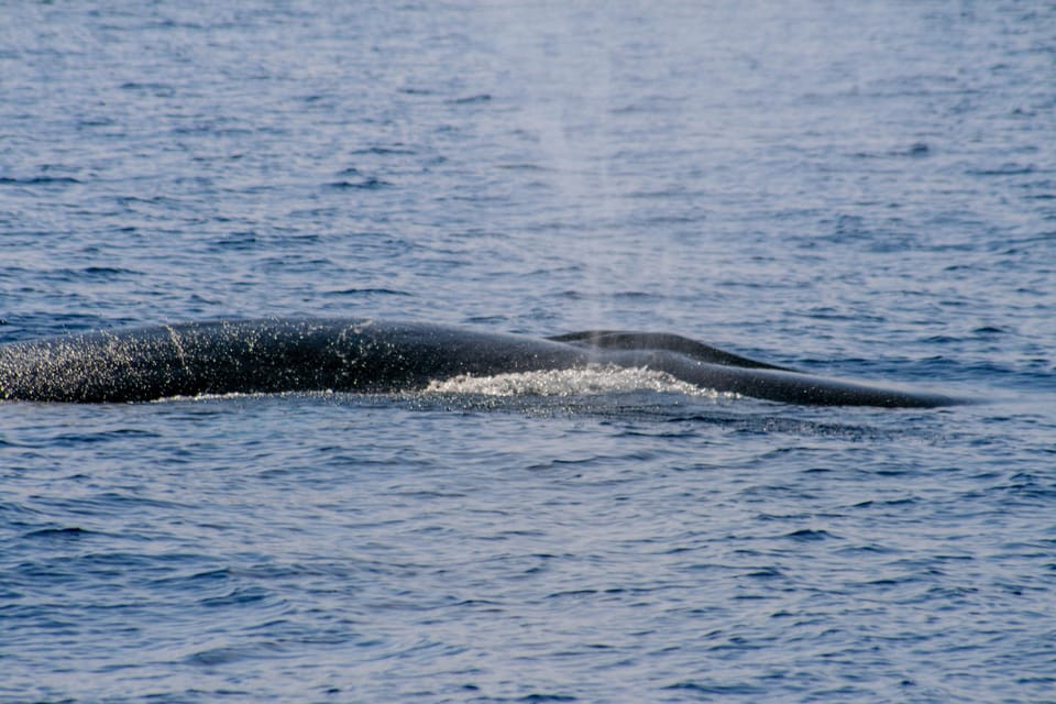 From Villefranche-sur-Mer: Guided Dolphin-Watching Tour - Scenic Views