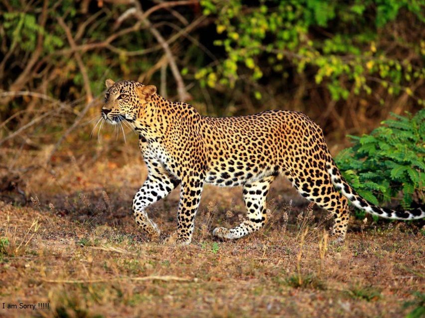 From Yala: Full-Day Private Leopard Safari With Lunch - Memories of Adventure