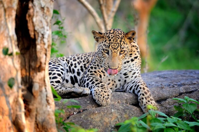From Yala :- Yala National Park Thrilling Half-Day Safari - Important Information