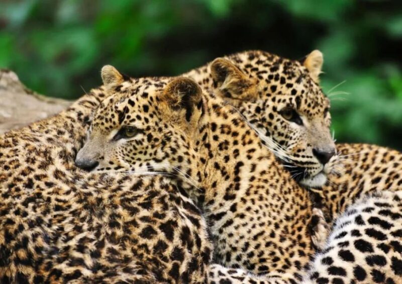 From:Galle/Mirissa/Bentota Transfer to Ella With Yala Safari - Customer Reviews and Feedback