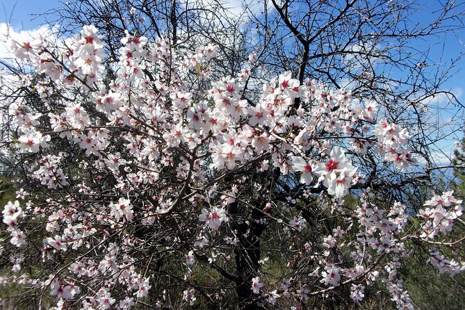 Full-Day Almond Blossom Trail in Tenerife - Experience the Bloom Season