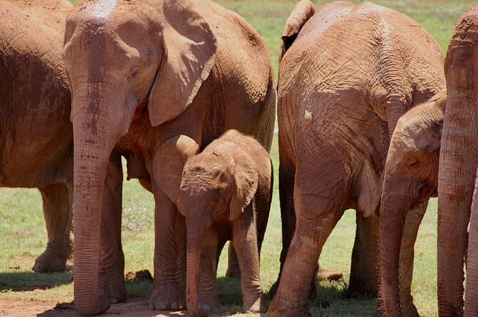 Full Day Big 5 Addo Safari - Getting to the Tour