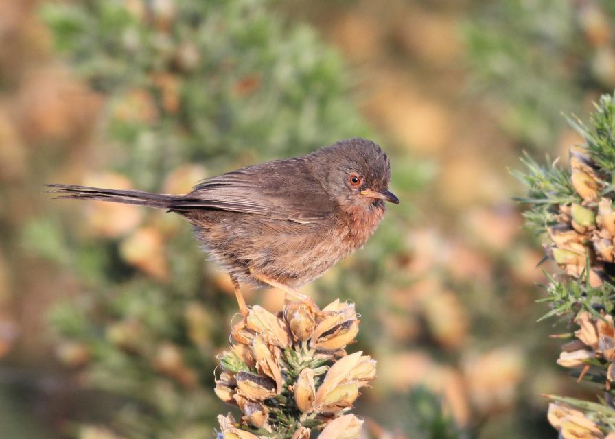 Full Day Birding - Organizational Information